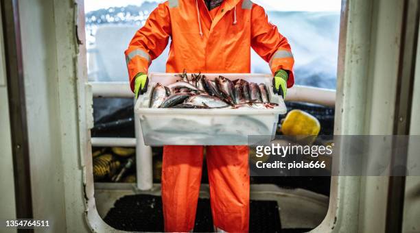 fishing industry: fisherman carrying a box of fresh fish - fishing imagens e fotografias de stock