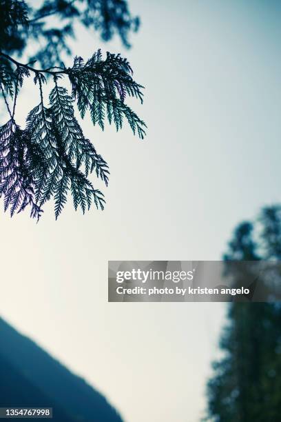Cedar Tree Range Cedar Mountain Range Photos and Premium High Res Pictures - Getty Images
