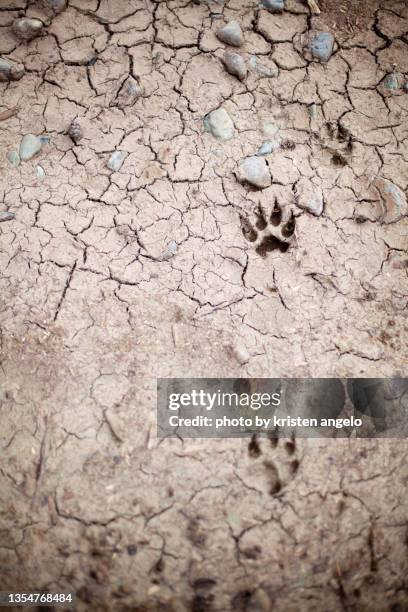 wild animal paw prints in dry, cracked soil - huellas de perro fotografías e imágenes de stock