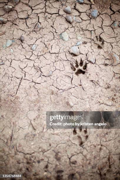wild animal paw prints in dry, cracked soil - wolf paw stock pictures, royalty-free photos & images