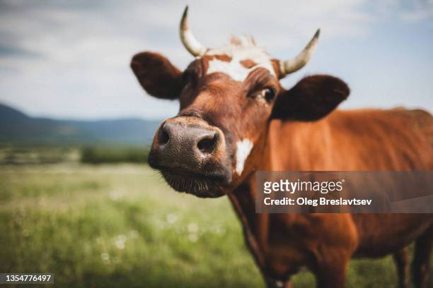 funny portrait of cow close up - runderen gedomesticeerd stockfoto's en -beelden