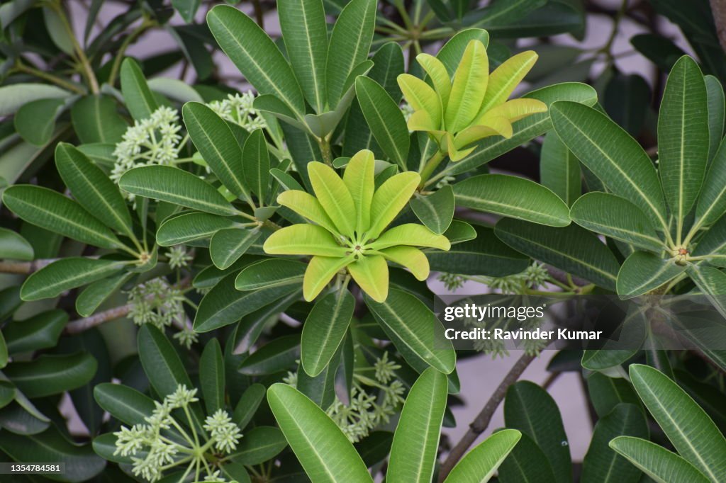Bright, light greenish, tender new leaves of Devil's tree. Alstonia scholaris. Apocynaceae family.