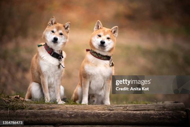 two shiba inu dogs - shiba inu fotografías e imágenes de stock