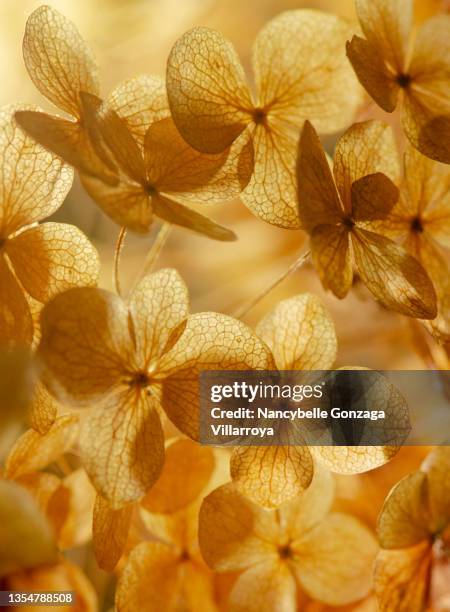 dried small hydrangea flowers in yellow tones - dried flower stock pictures, royalty-free photos & images