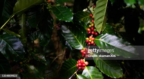 close up red cherries of arabica coffee growing at high attitude mountain  1400-1500 m from the sea level in the high forest in south east asian plateau - café arábica planta imagens e fotografias de stock