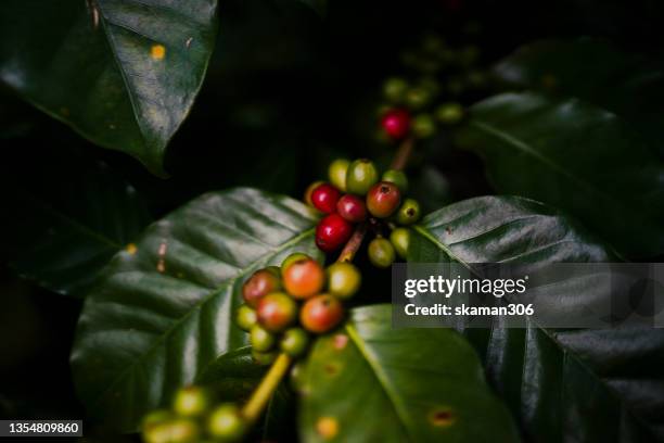 close up green beans and  cherries of arabica coffee growing at high attitude mountain  1400-1500 m from the sea level in the high forest in south east asian plateau - arabica kaffee getränk stock-fotos und bilder