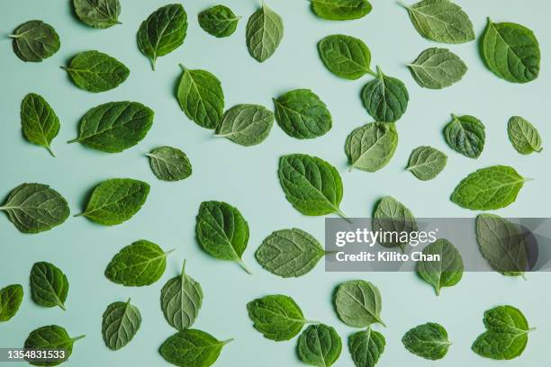 full frame of fresh mint leaves against green background - mint leaf stock pictures, royalty-free photos & images