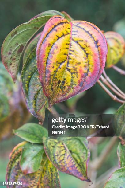 japanese kousa dogwood (cornus kousa), autumn foliage, emsland, lower saxony, germany - kousa dogwood fotografías e imágenes de stock