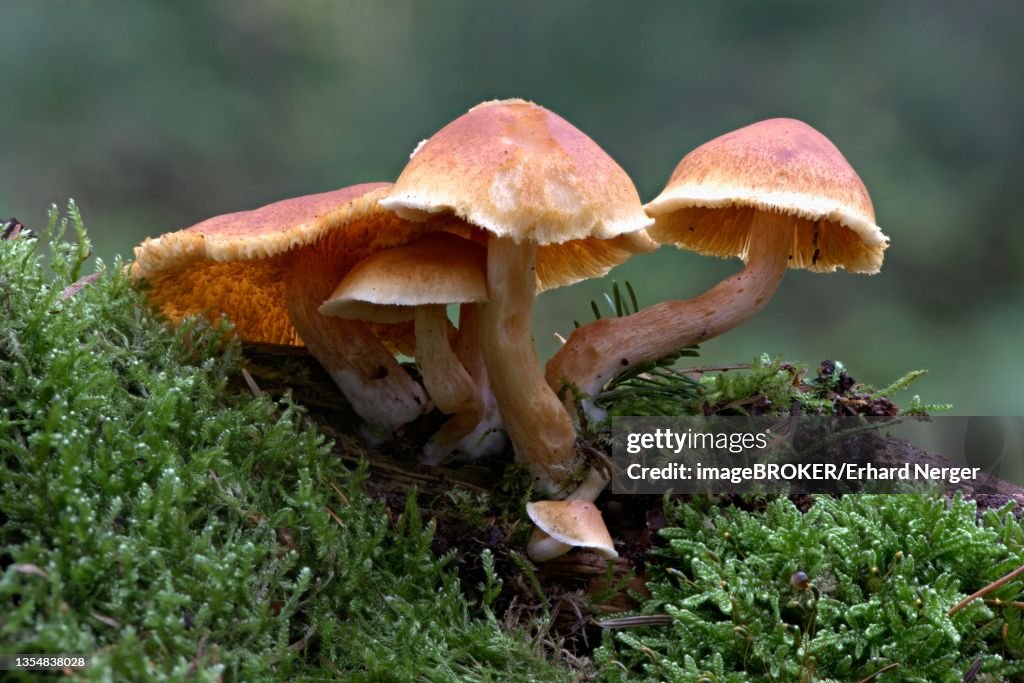 Cortinarius bolaris (Cortinarius bolaris), Emsland, Lower Saxony, Germany