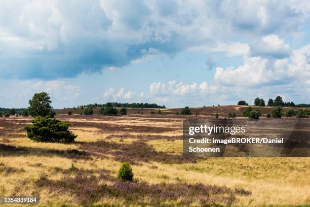 flowering heath, near niederhaverbeck, lueneburg heath nature park, lower saxony, germany - luneburger heath stock pictures, royalty-free photos & images