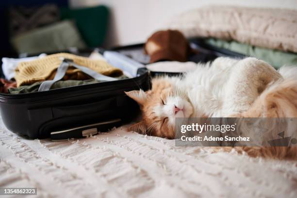 foto de un adorable gato somnoliento durmiendo la siesta junto a una maleta empacada en casa - mascota fotografías e imágenes de stock