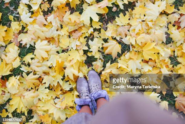 golden autumn and beautiful gray shoes. - suède schoen stockfoto's en -beelden