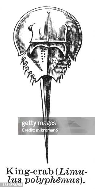 old engraved illustration of the atlantic horseshoe crab, the american horseshoe crab (limulus polyphemus) - granchio reale foto e immagini stock