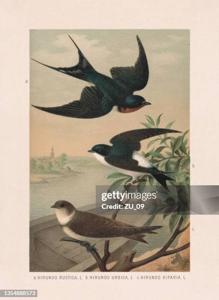 passeriformes: swallows (hirundinidae), chromolithograph, published in 1887 - riparia riparia stock illustrations