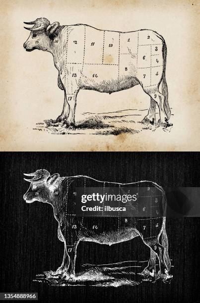 stockillustraties, clipart, cartoons en iconen met antique recipes book engraving illustration: beef sections - beef ribs