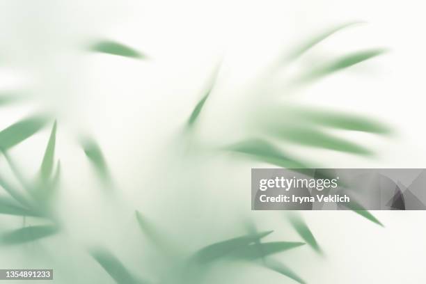 abstract silhouette shadow white background of natural leaves palm tree branch falling on wall.  transparent blurry shadow of tropical leaves morning sun light. - naturaleza muerta fotografías e imágenes de stock