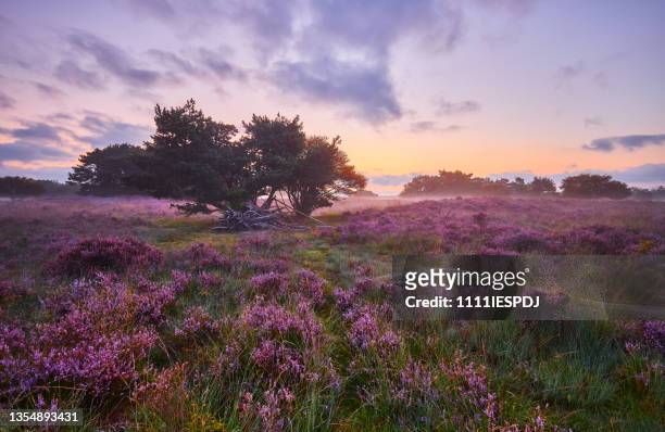 blossoming heather at sunrise - landscape scenery stock pictures, royalty-free photos & images