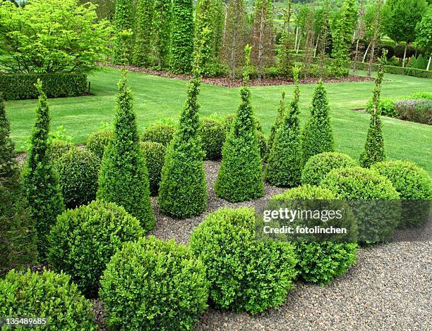 buxus balls for sale - boxwood stock pictures, royalty-free photos & images