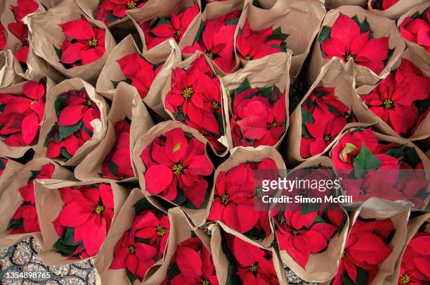 potted poinsettias in brown paper wrappers waiting to be planted in a flower bed - poinsettia stock pictures, royalty-free photos & images