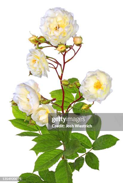 rosa 'gruss an zabern', lambert, 1903 - zaubern stock pictures, royalty-free photos & images