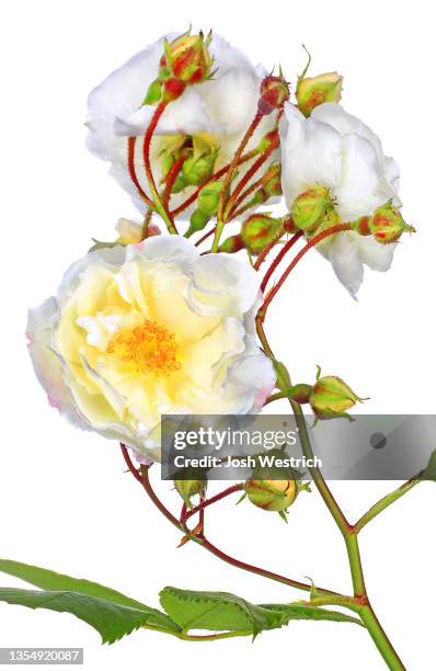 rosa 'gruss an zabern', lambert, 1903 - zaubern stock pictures, royalty-free photos & images