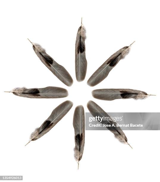 bird feathers forming a circle on a white background - falling feathers stock pictures, royalty-free photos & images