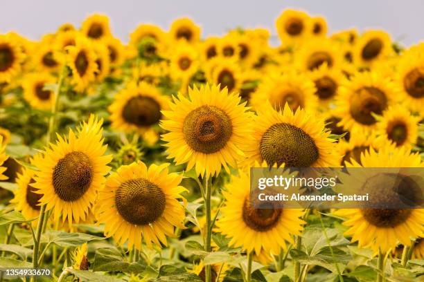 sunflowers field, close-up - girassol fotografías e imágenes de stock