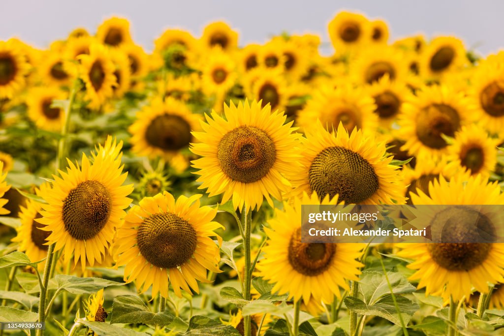 Sunflowers field, close-up