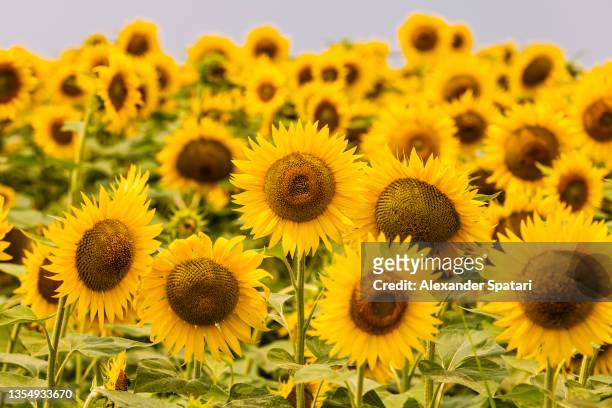 sunflowers field, close-up - sunflower stock pictures, royalty-free photos & images