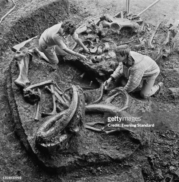 British palaeontologist Shirley Coryndon and amateur geologist John Hesketh excavate the fossilised bones of a steppe mammoth discovered by Hesketh...