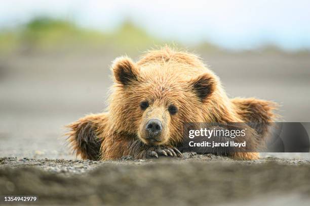 a coastal brown bear cub on a beach in alaska - braunbär stock-fotos und bilder