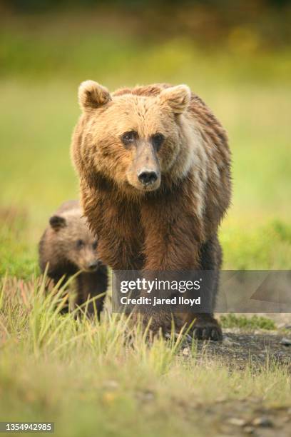 a coastal brown bear sow with cubs - sow bear stockfoto's en -beelden