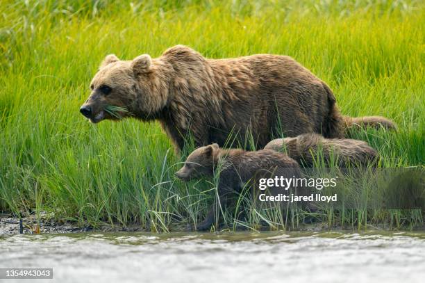 brown bear sow with cubs at rivers edge - sow bear stock pictures, royalty-free photos & images