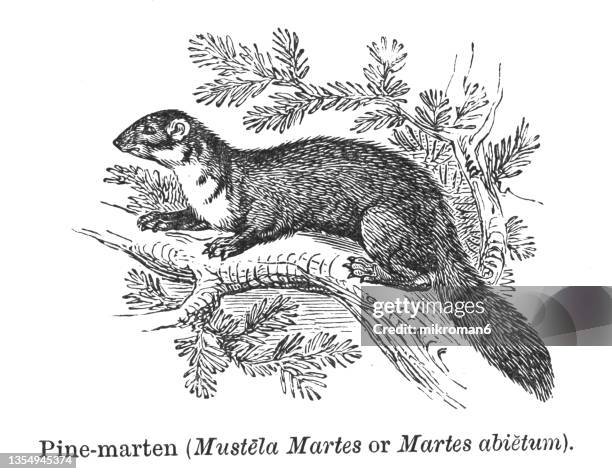 old engraved illustration of the european pine marten, the pine marten or the european marten (martes martes) - mustela putorius furo stock pictures, royalty-free photos & images