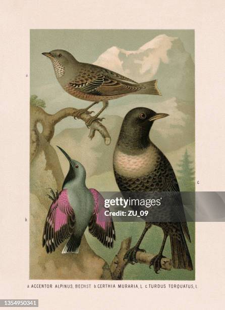 passeriformes: alpine accentor, wallcreeper, and ring ouzel, chromolithograph, published 1887 - turdus torquatus stock illustrations