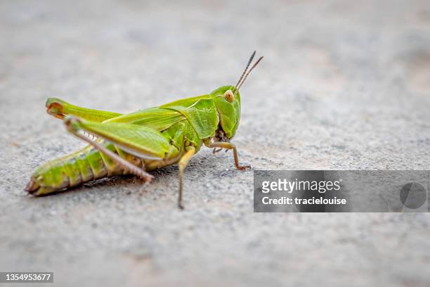 コモン グリーン グラスホッパー - grasshopper ストックフォトと画像