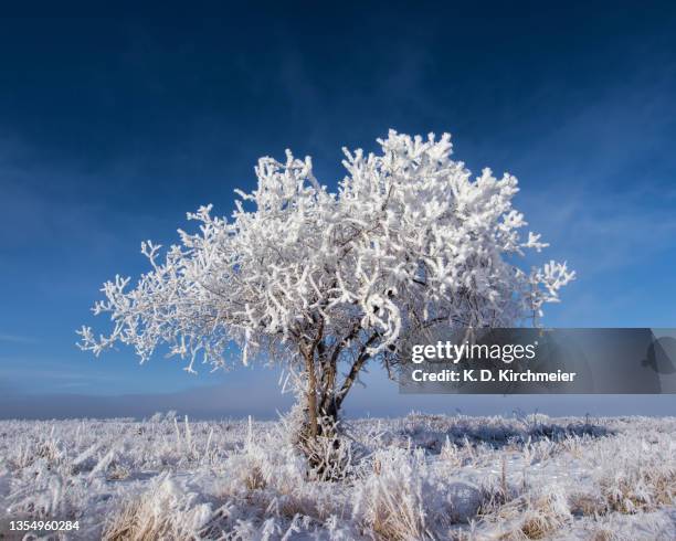 single tree covered with frost - single tree branch stock pictures, royalty-free photos & images