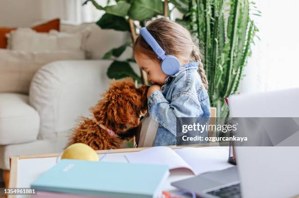 homeschooling distance learning at home with teacher teaching remotely with dog - dog homework stock pictures, royalty-free photos & images