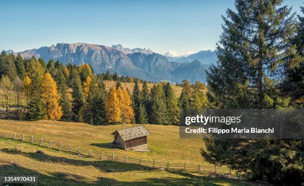 Small Ritten Ritten Photos and Premium High Res Pictures - Getty Images