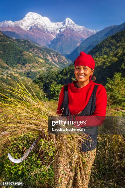 nepali young woman cutting a grass in her village, annapurna range on background - nepal women stock pictures, royalty-free photos & images