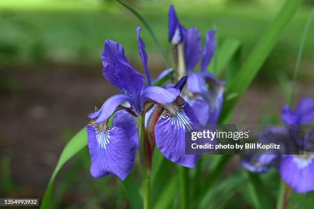 blue iris flowers - iris plant stock pictures, royalty-free photos & images