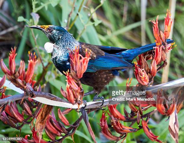 tui feeding on flax plant - birds and flowers stock pictures, royalty-free photos & images