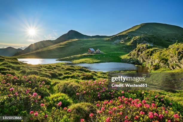 sunlight on flowering plants at julian alps, carinthia, austria - central eastern alps stock pictures, royalty-free photos & images