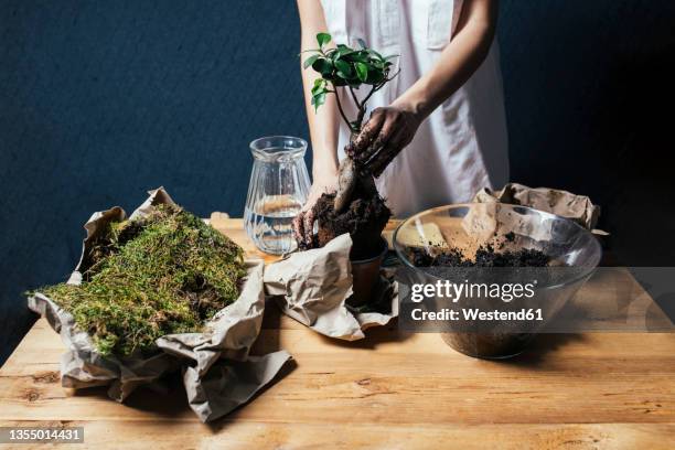 young woman planting bonsai tree on table - bonsai tree stock pictures, royalty-free photos & images