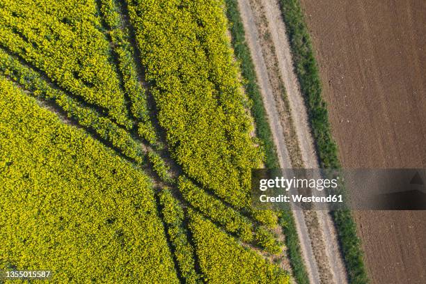 drone view of tire tracks stretching across rapeseed field in spring - track and field photos et images de collection