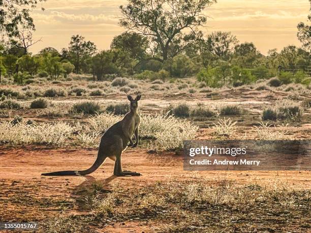 kangaroo in outback landscape australia - brousse photos et images de collection