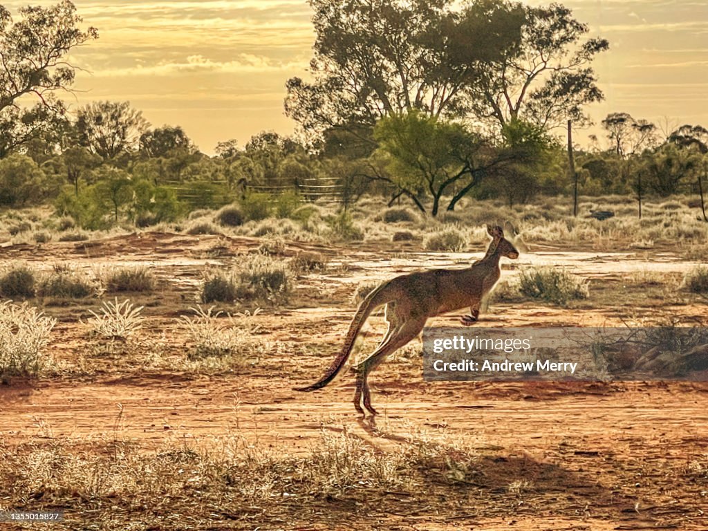 Kangaroo Jump Roping Australian Kangaroo Jumping