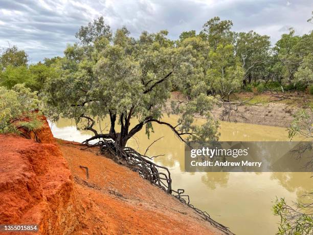 darling river, red dirt riverbank, muddy water and trees - riverbank stock pictures, royalty-free photos & images