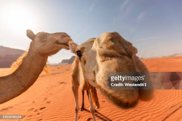 dromedaries in the jordanian desert - dromedar stock-fotos und bilder