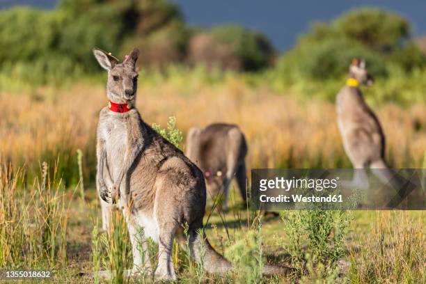 young tagged eastern grey kangaroo (macropus giganteus) looking straight at camera - 野生生物追跡札 ストックフォトと画像